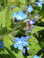 Pentaglottis sempervirens (fam Boraginacees) (2) (Photo F. Mrugala)